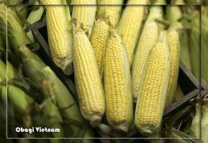 người nông dân trồng được những trái ngô tốt